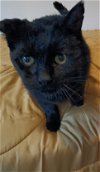 adoptable Cat in gettysburg, pa, PA named Kiko (ACCC COURTESY POST)