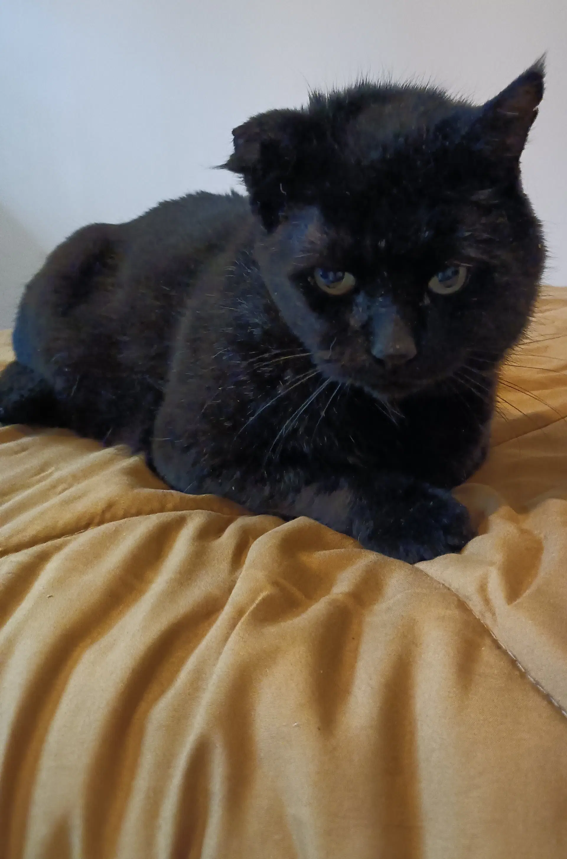 Accc Courtesy Post Kiko Fiv image 3