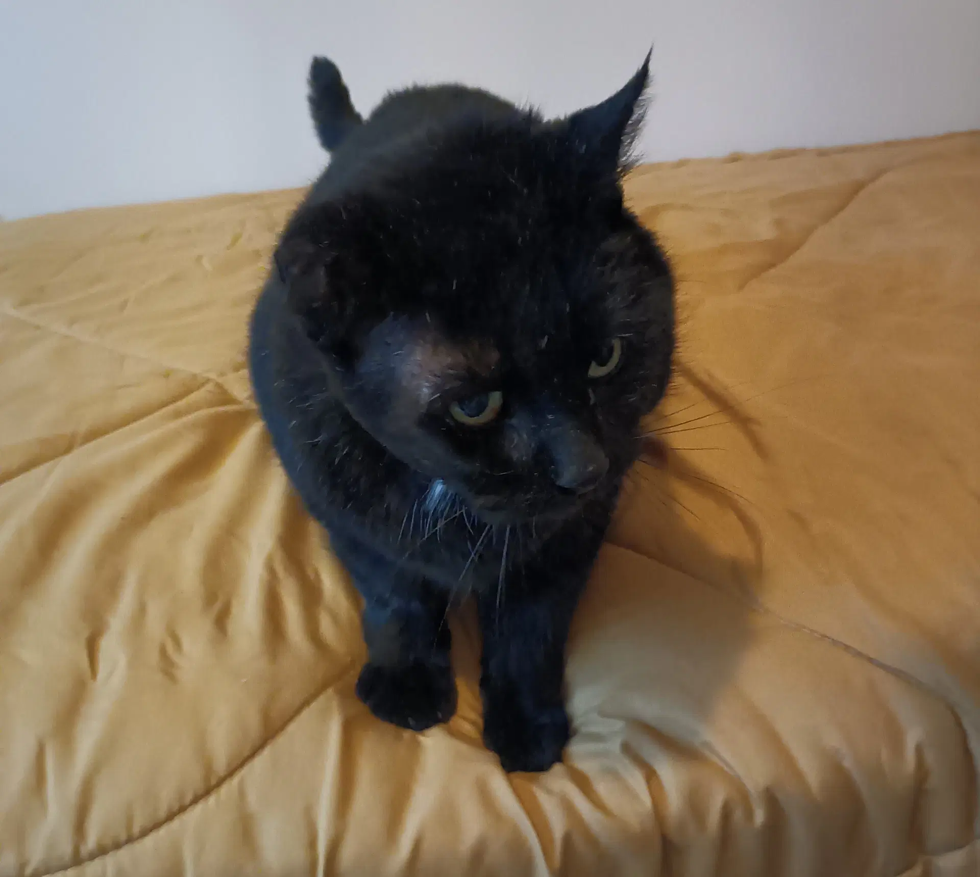 Accc Courtesy Post Kiko Fiv image 4