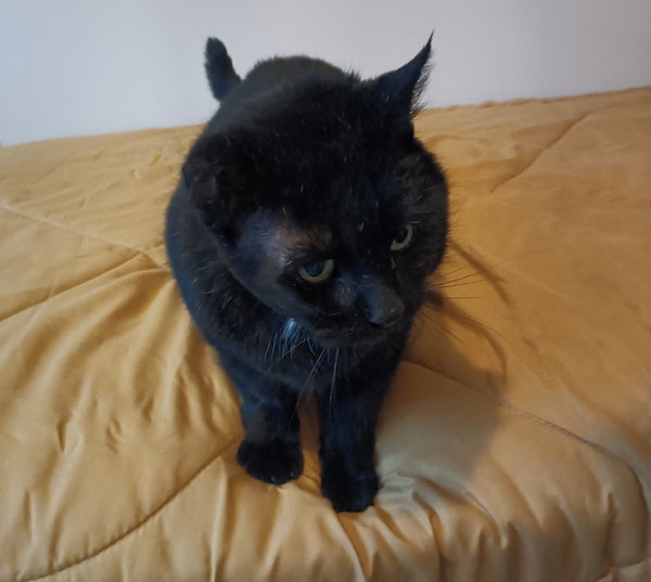 (ACCC Courtesy Post) Kiko (FIV+)