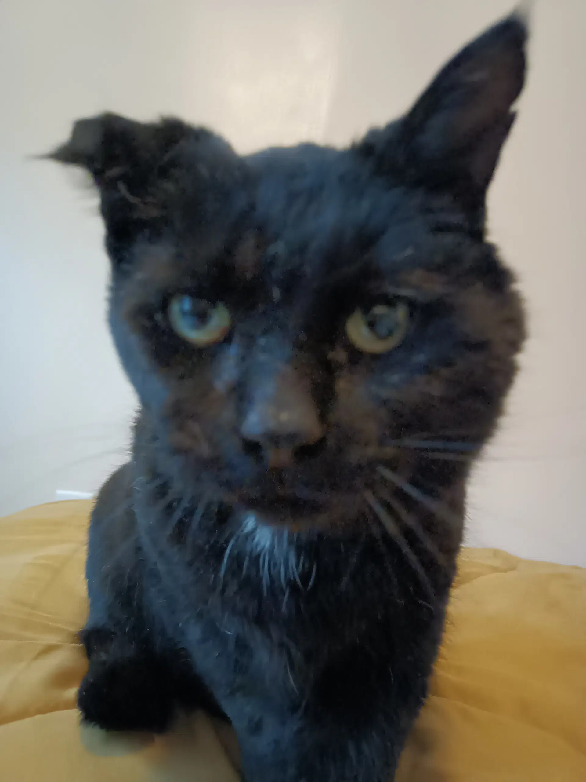 Accc Courtesy Post Kiko Fiv - Domestic Short Hair