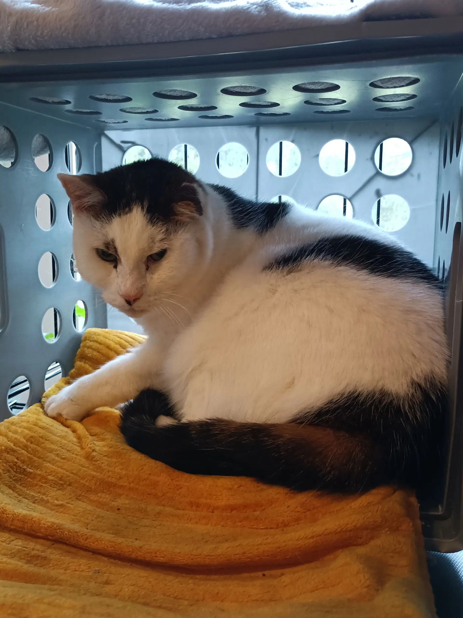 Accc Courtesy Post Peanut - Domestic Short Hair
