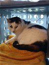 adoptable Cat in gettysburg, PA named Peanut (ACCC COURTESY POST)