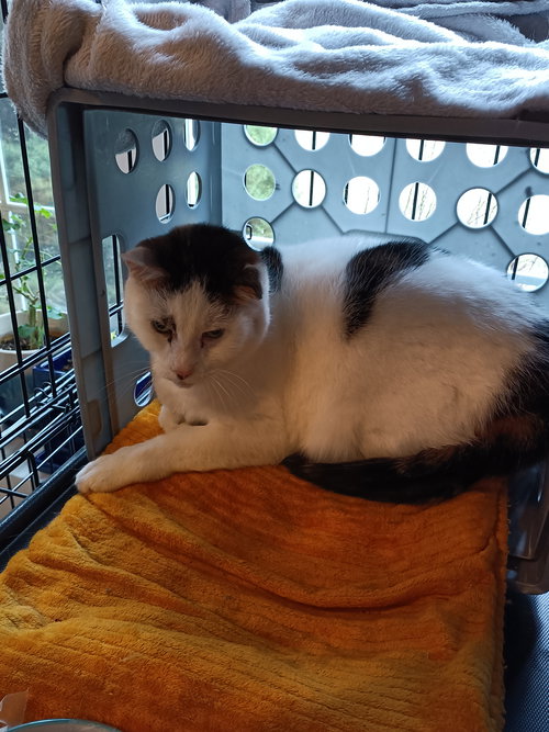(ACCC COURTESY POST) PEANUT - Domestic Short Hair / Tabby available for adoption