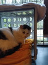 (ACCC Courtesy Post) Peanut - Photo 3