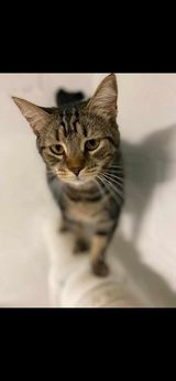 adoptable Cat in Gettysburg, PA named Twinkle (foster cat)