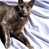adoptable Cat in gettysburg, pa, PA named Gracee (foster cat)