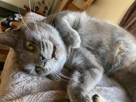 adoptable Cat in Gettysburg, PA named Gracee (foster cat)