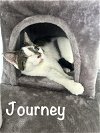 adoptable Cat in gettysburg, PA named Journey and Rhodes (BONDED)