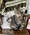 adoptable Cat in gettysburg, PA named Dune