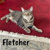 adoptable Cat in , PA named Fletcher