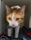 adoptable Cat in gettysburg, PA named Merida