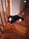adoptable Cat in gettysburg, PA named RV