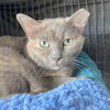 adoptable Cat in gettysburg, PA named Evee