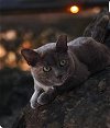 adoptable Cat in gettysburg, PA named Evee (foster cat)