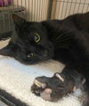 Jett (FIV+) - Photo 8