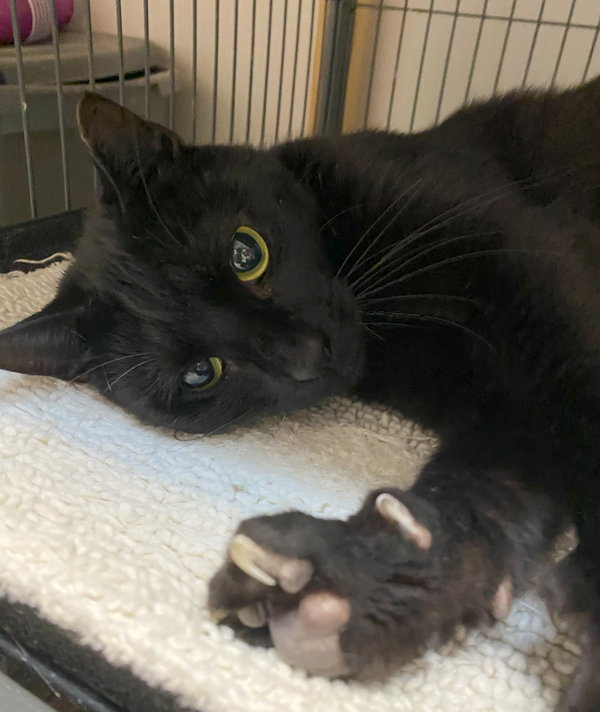 Jett (FIV+)