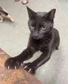 Jett (FIV+) - Photo 7