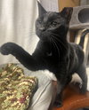 Jett (FIV+) - Photo 5