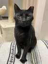 Jett (FIV+) - Photo 3