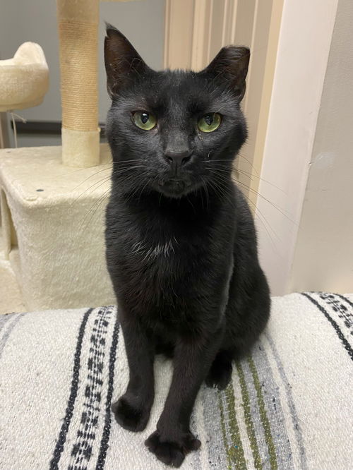 picture of the cat needing adoption