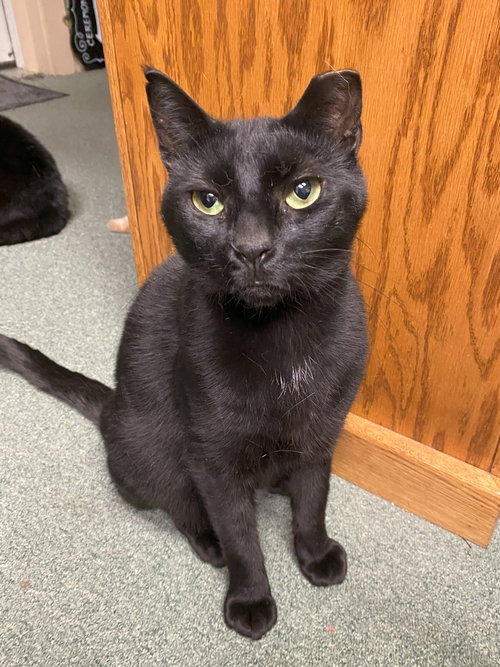 JETT (FIV+) - Domestic Short Hair available for adoption
