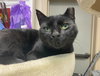 Jett (FIV+) - Photo 6