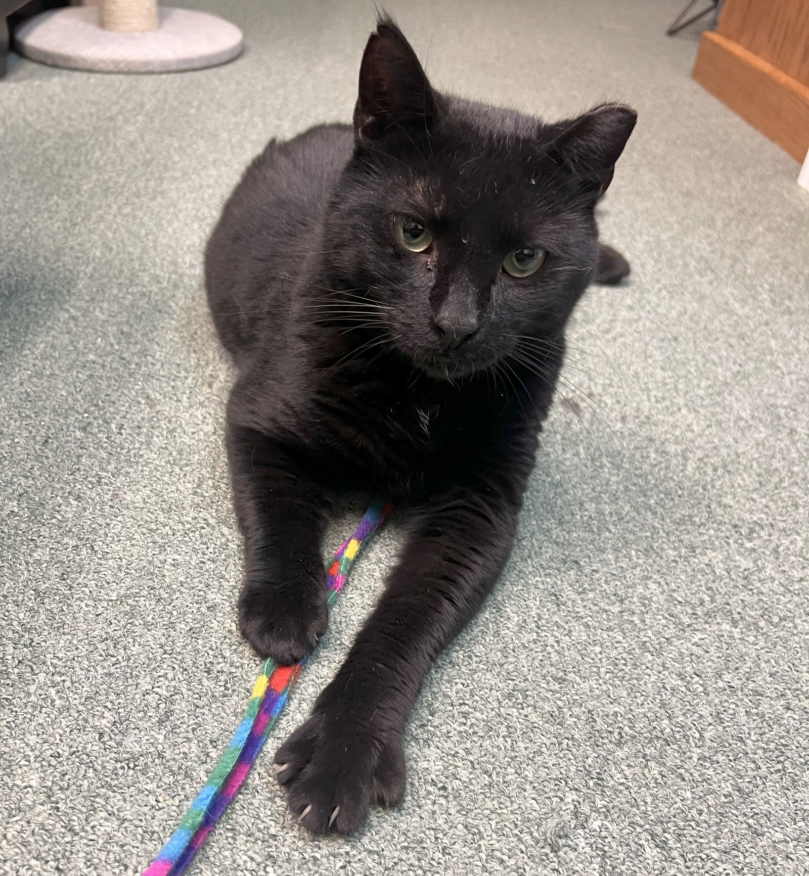 adoptable Cat in Gettysburg, PA named Jett (FIV+)
