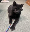 adoptable Cat in gettysburg, PA named Jett (FIV+)