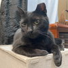 Jett (FIV+) - Photo 1