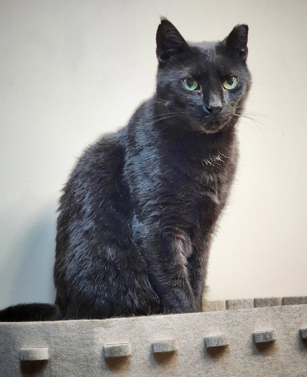 Jett (FIV+)