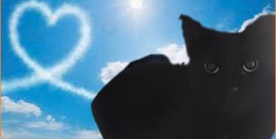 adoptable Cat in Gettysburg, PA named Jett (FIV+ foster cat)