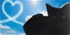 adoptable Cat in gettysburg, PA named Jett (FIV+ foster cat)