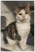 adoptable Cat in Gettysburg, PA named Carl (FIV+ Foster Cat)