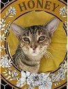 adoptable Cat in gettysburg, pa, PA named Honey