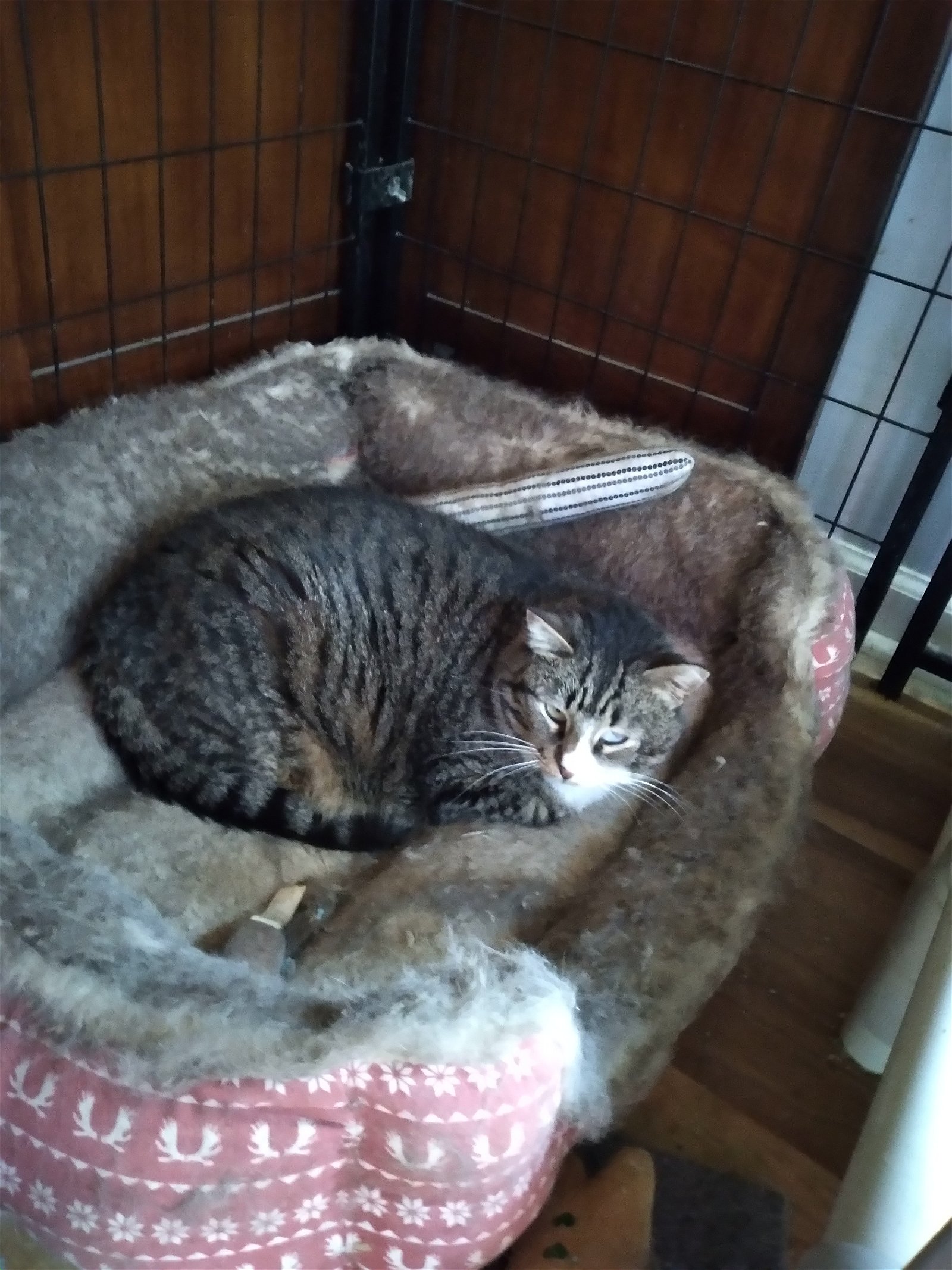 adoptable Cat in Gettysburg, PA named Bootsie