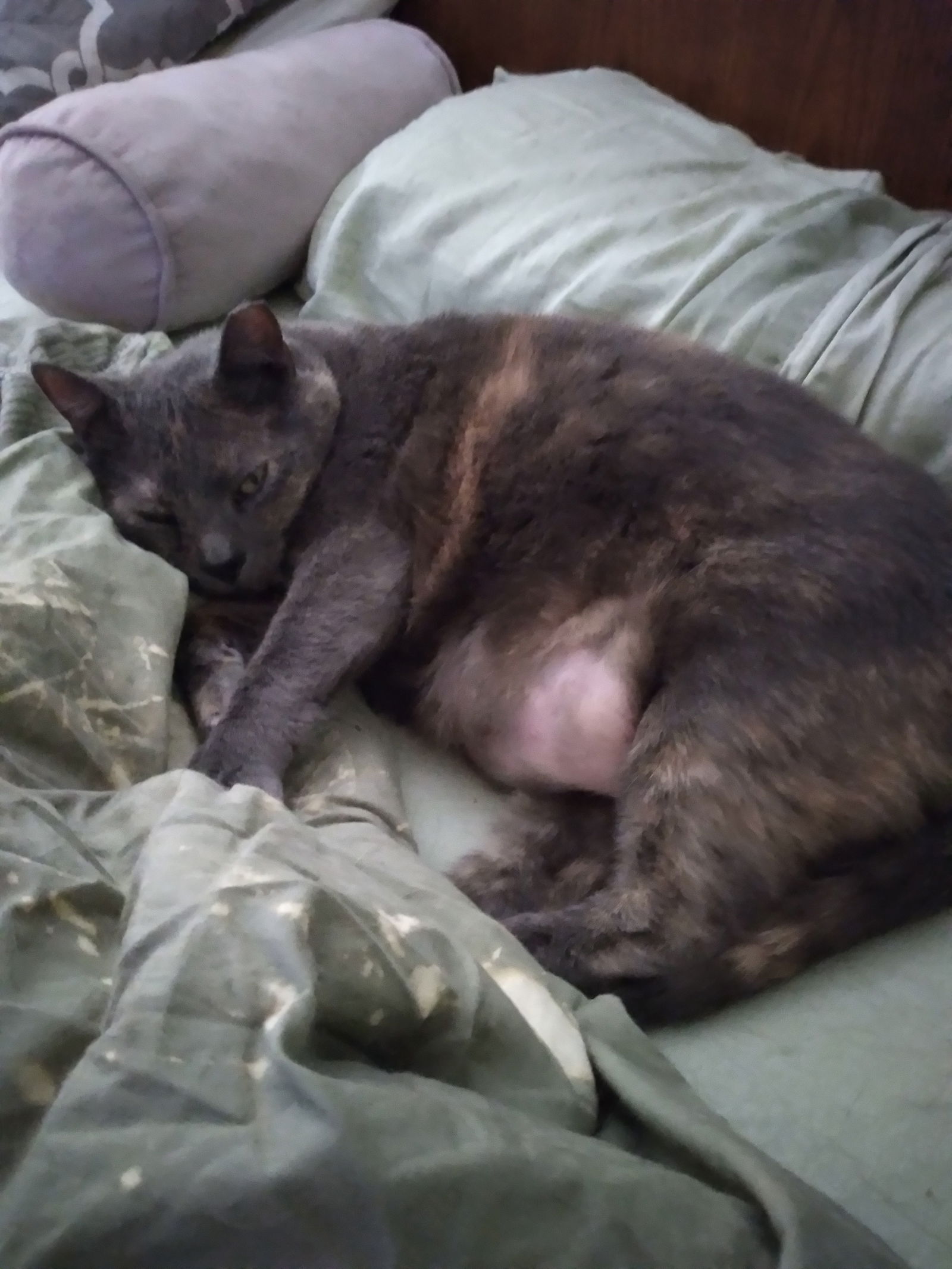 adoptable Cat in Gettysburg, PA named (KS COURTESY POST) Dolly