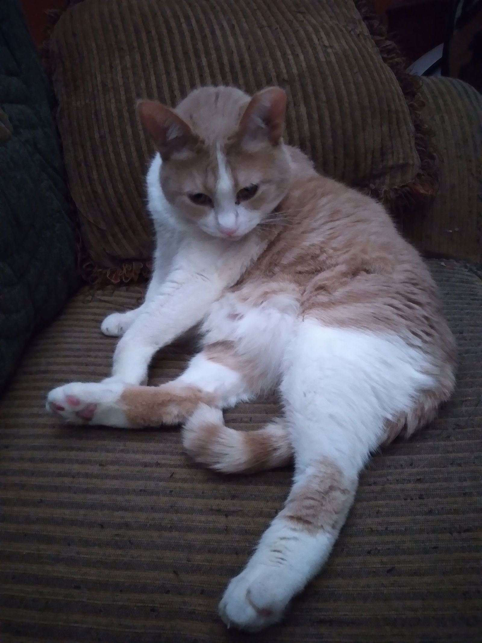 adoptable Cat in Gettysburg, PA named (KS COURTESY POST) Sugar