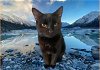 adoptable Cat in gettysburg, PA named Zealand