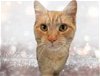 adoptable Cat in gettysburg, pa, PA named Jubilee