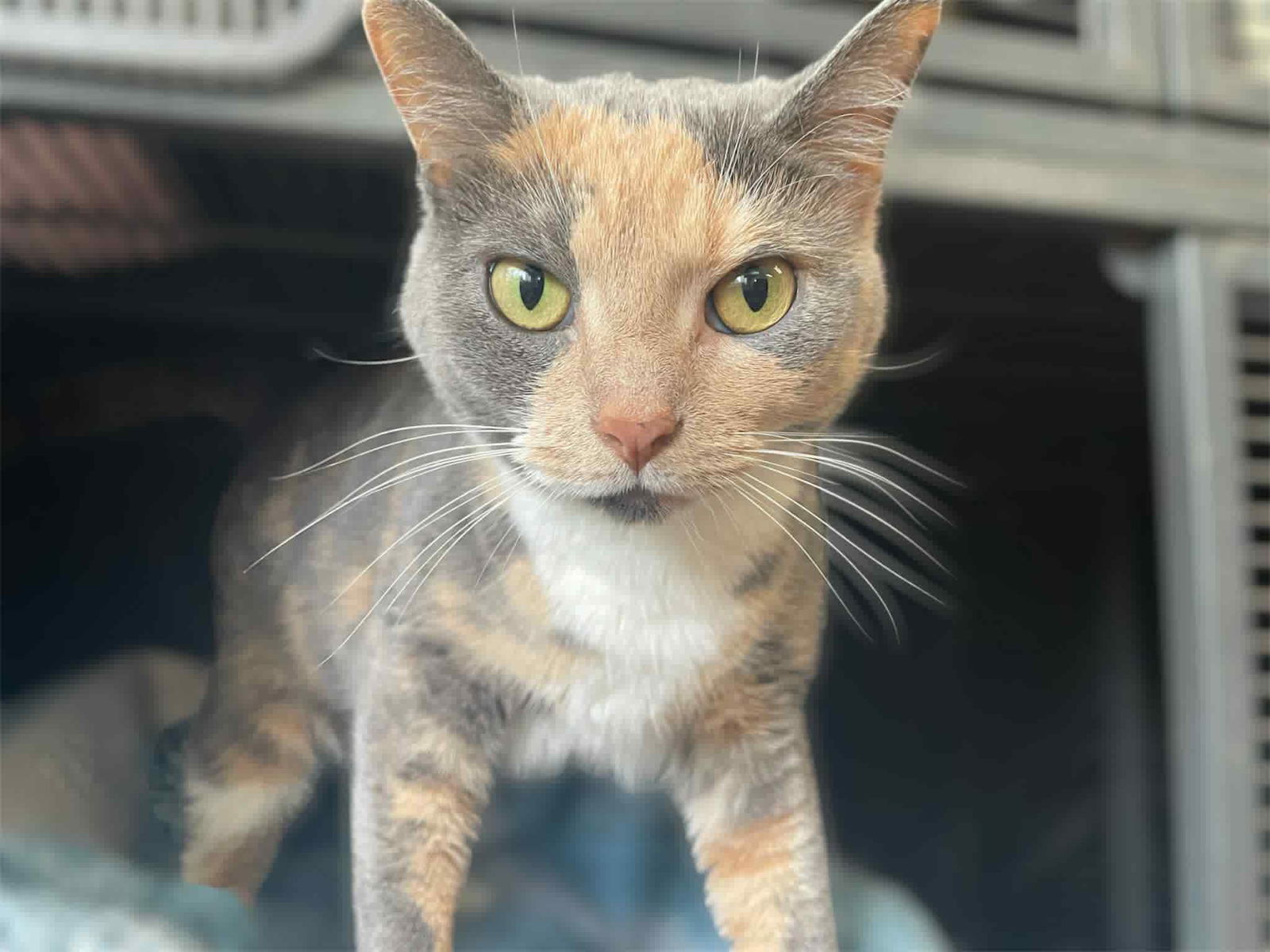adoptable Cat in Gettysburg, PA named Ellabelle