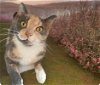 adoptable Cat in gettysburg, PA named Ellabelle