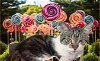 adoptable Cat in gettysburg, PA named Lollipop "Lolli"