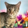 adoptable Cat in gettysburg, PA named Tawney