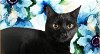 adoptable Cat in gettysburg, PA named Nina