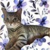adoptable Cat in gettysburg, PA named Zola
