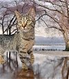 adoptable Cat in gettysburg, PA named Drew