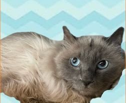 adoptable Cat in Gettysburg, PA named Sigit