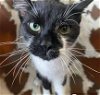 adoptable Cat in gettysburg, PA named Ringo