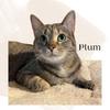 adoptable Cat in gettysburg, PA named Plum